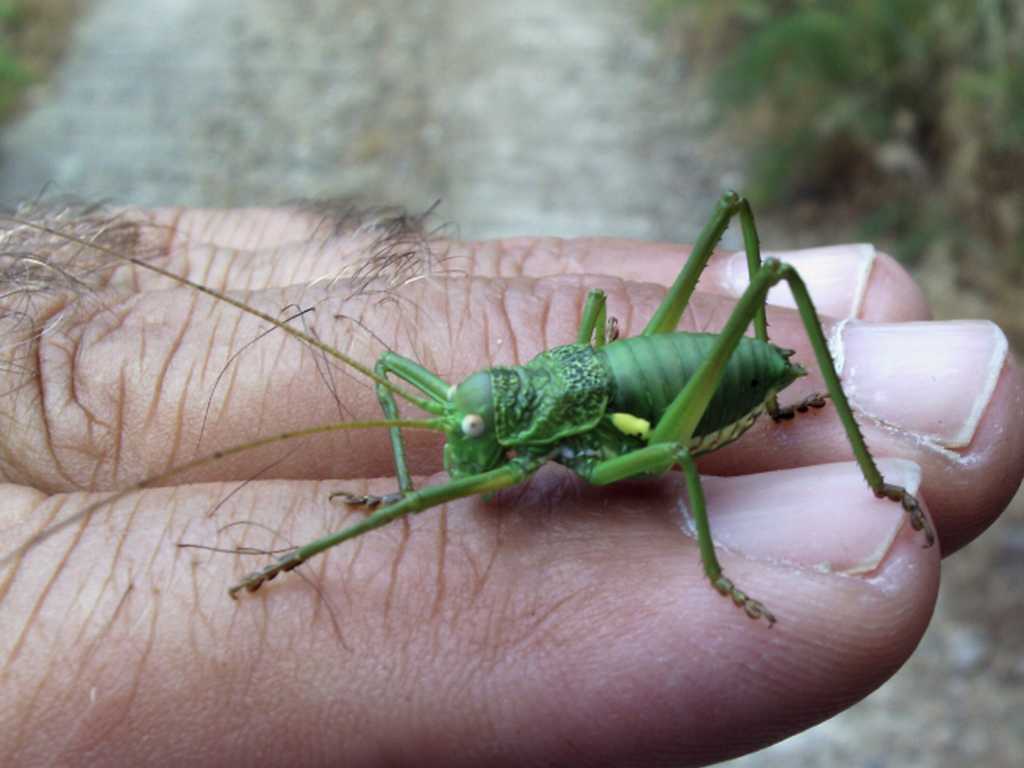 Giovane Uromenus (Bolivarius) brevicollis insularis